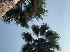 -金沙湖公园
