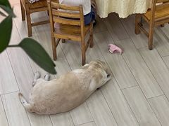 -南沙辉记烧鸡·荔枝木炭火吊烧(旧镇店)