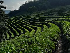 -雁南飞茶田景区