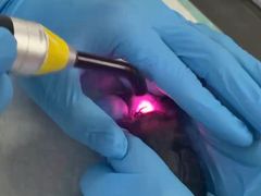 -立德异宠动物医院.兔鸟爬.内窥镜(天河店)