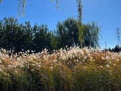 -野鸭湖国家湿地公园