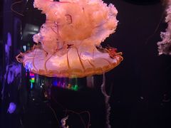 -成都浩海立方海洋公园