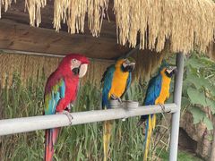 -西霞口神雕山野生动物世界