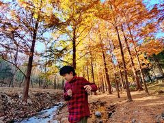 -白水寺森林公园