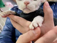 -十年猫舍·猫咪专门店(普陀店)