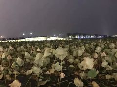 -西湖游船