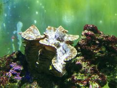 -御唐府海珊瑚主题餐厅