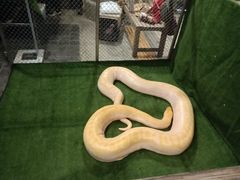 -清迈夜间动物园