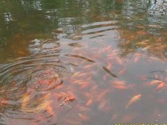 -西湖外事游船(花港观鱼码头)