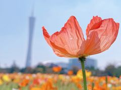 -二沙岛艺术公园