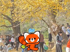 -千年银杏谷文化旅游区