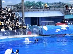 -海合安成都极地海洋公园