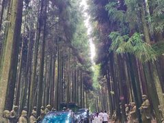 -武陵山森林公园