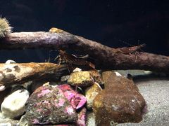 -西雅图水族馆