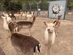 -北京麋鹿生态实验中心