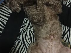 -瑞派福兴宠物医院犬猫全科·骨科·中西医结合(河东店)