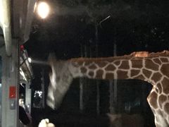 -清迈夜间动物园