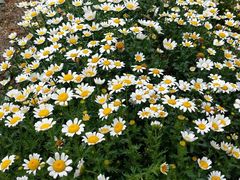 -绵阳盛世樱花悠乐谷