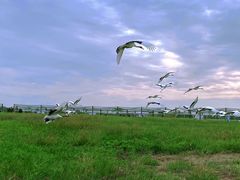 -盐城丹顶鹤湿地生态旅游区