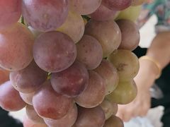 -马陆小张葡萄园农家乐