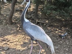-燕塞湖鸟语林景区