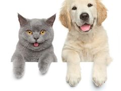 -宠颐生动物医院·心脏科·保险定点(锦阳分院)