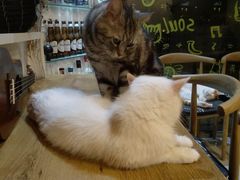 -平行世界·猫咖(首经贸店)