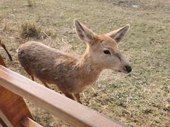 -鹤之乡·齐齐哈尔烤肉·非遗(秋涛路店)