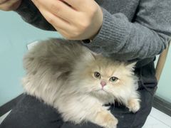 -嘉馨宠物医院·CT影像转诊·心脏科·犬猫全科诊疗中心(下沙大学城院区)
