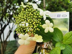 -大明寺素斋