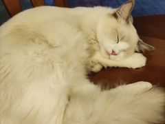 -猫友咖啡店(玉林西路店)