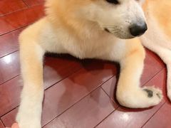-喜柴咖啡·柴犬狗咖