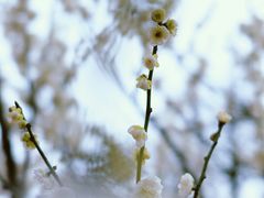 -无锡梅园公园
