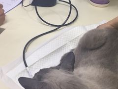 -全心全意连锁动物医院(加州店)
