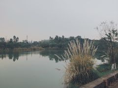 -白鹭湾湿地公园