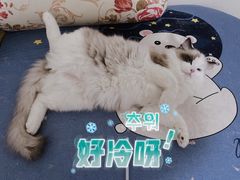 -宠福鑫康馨动物医院·骨科·眼科