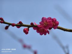 -无锡梅园公园