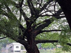 -晓港公园