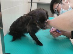 -美联众合爱康动物医院•复杂内科•肿瘤科•牙科•腔镜诊疗中心