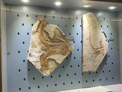 -河南自然博物馆
