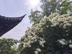 -常熟方塔园