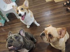 -柯斗斗主题餐厅·狗咖·围炉煮茶·茶饮(国瑞升平里店)