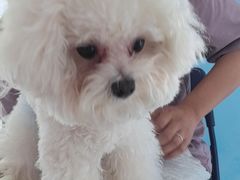 -瑞派福兴宠物医院犬猫全科·骨科·中西医结合(河东店)