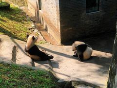 -都江堰中华大熊猫苑