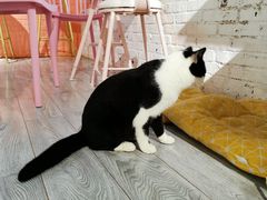 -喵屿·大理花园猫咖