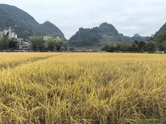 -靖西鹅泉风景区