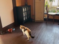 -猫岛主趣味餐厅(鼓浪屿店)
