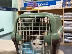 -申普宠物医院·心脏介入·心血管微创(总院)