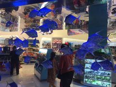 -迪拜水族馆及水下动物园