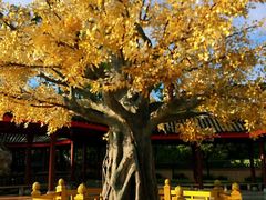 -广东圆玄道观
